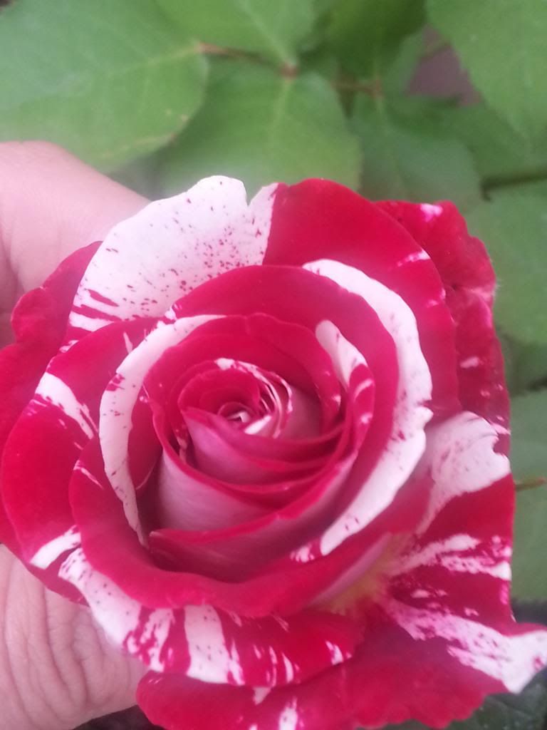 Rock&Roll rose photo 20140329_180331_zpsed03bc91.jpg